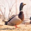 Ducks March