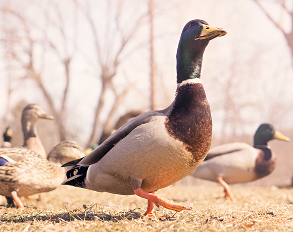 Ducks March Ducks March