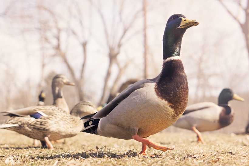 Ducks March