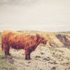 Lonely Moo