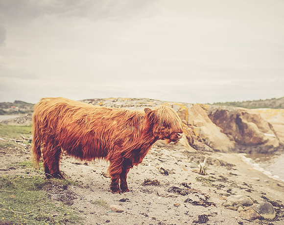 Lonely Moo