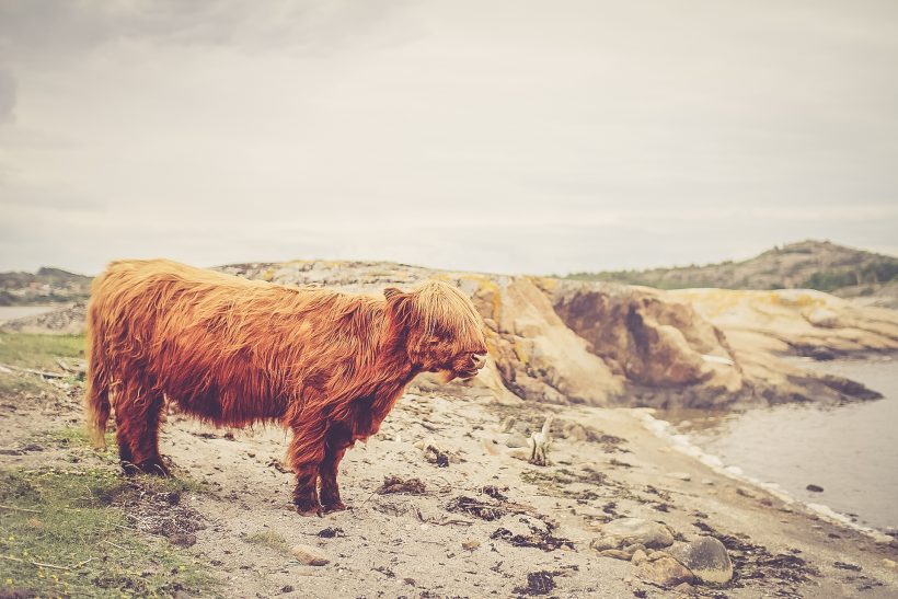 Lonely Moo